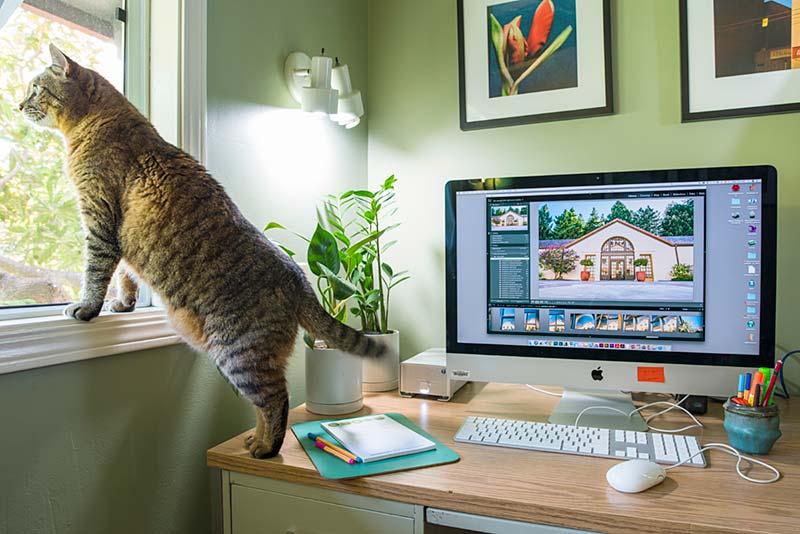 Cat and iMac